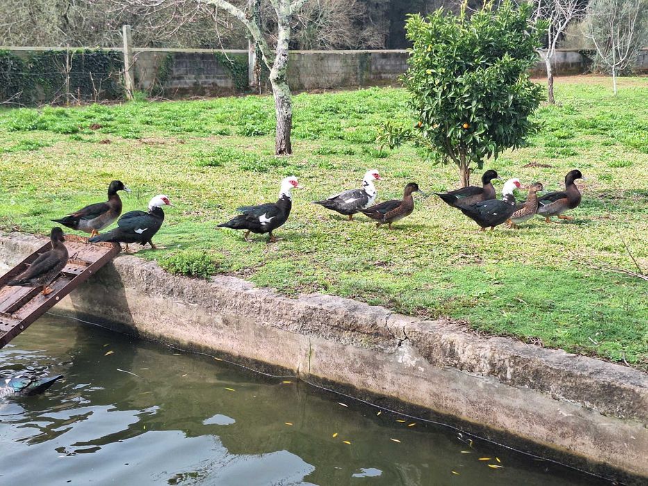 Patas e Patos Mudos Criação Caseira