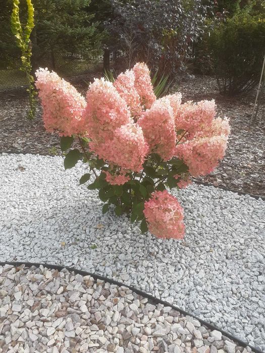 Hortensje różne odmiany w doniczkach 5l i 3l