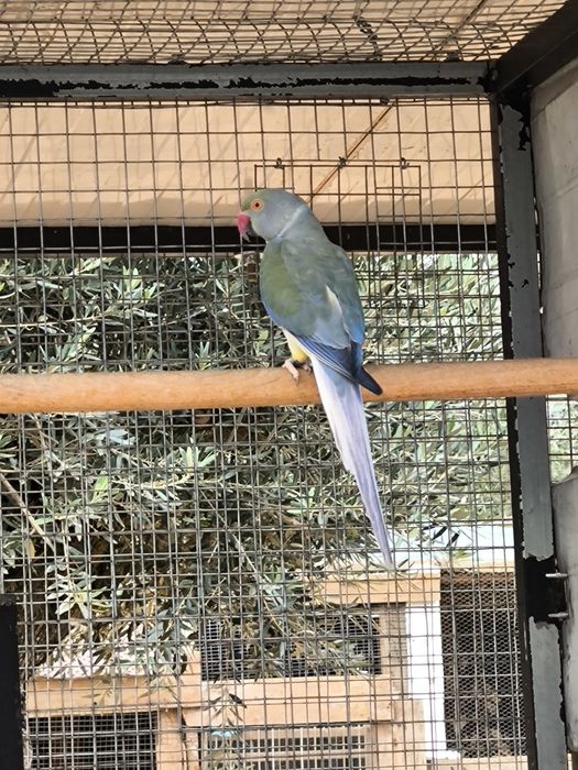 Ringneck Violeta turquesa CC
