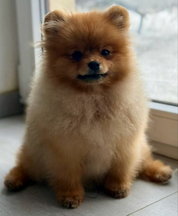 Szpic miniaturowy pomeranian piesek ZKwP FCI