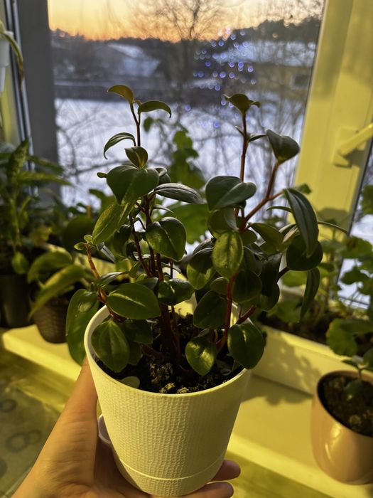 Пепероміі 2 вида