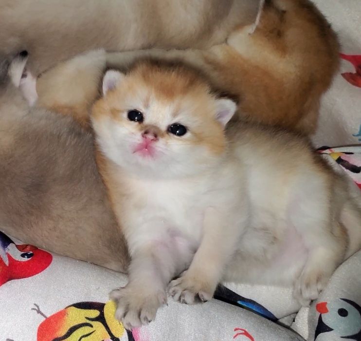 Ручные малыши, котятки золотая шиншилла.