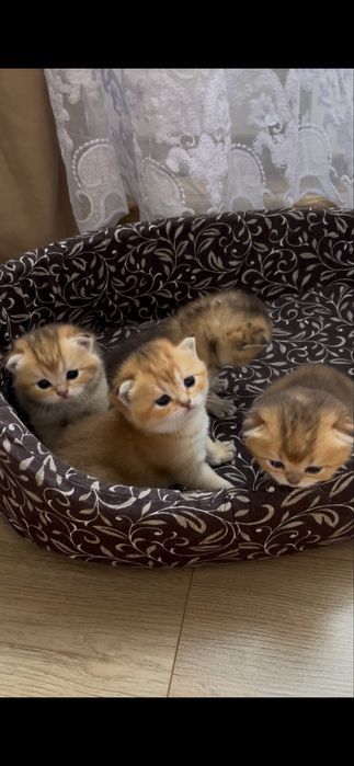 Вʼязка  котів золота шиншила