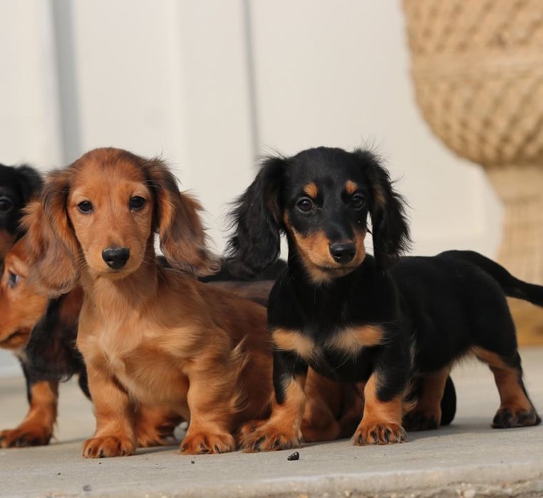 Рудий довгошерстний красень готовий до переїзду навіть за кордон.