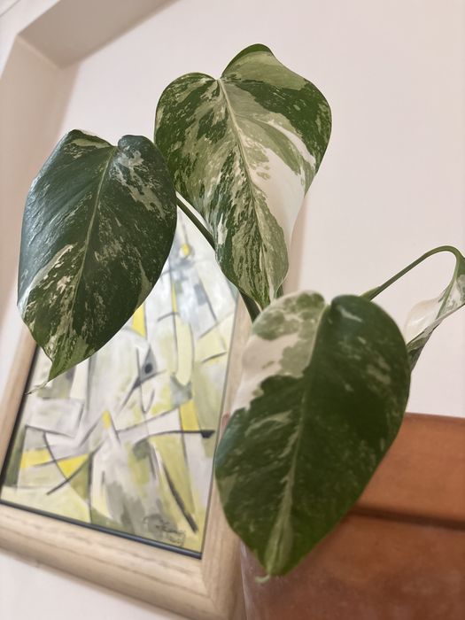 Monstera variegata