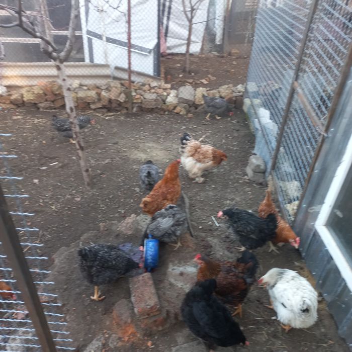 Курочки доминанты