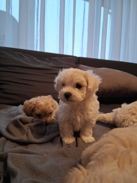 Maltipoo szczenięta