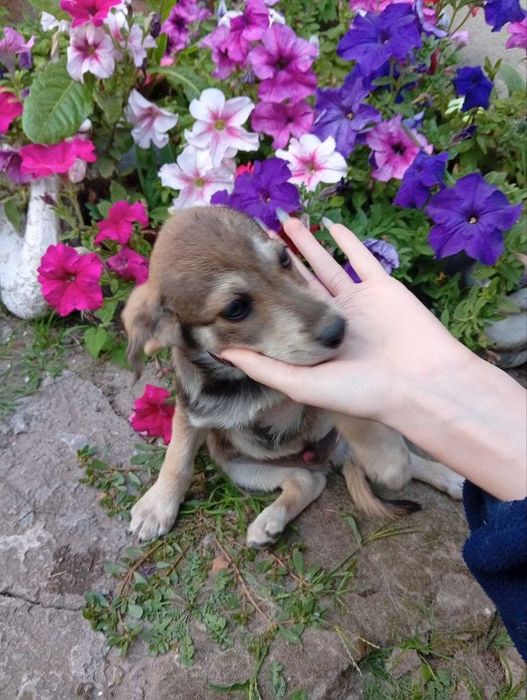Віддам цуценят, будуть маленькі