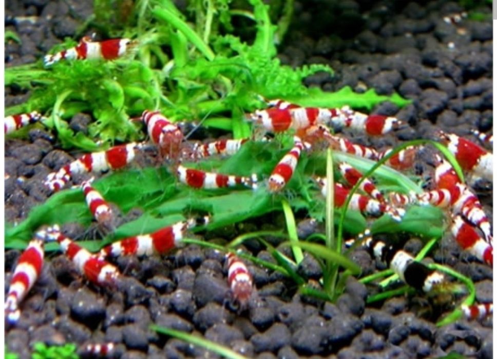 Crystal Red Caridina
