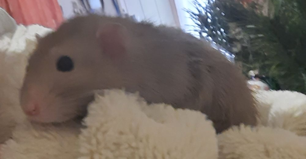 Благаю про допомогу для тваринок