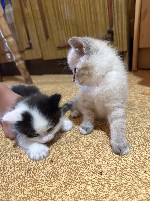 Котенята породисті