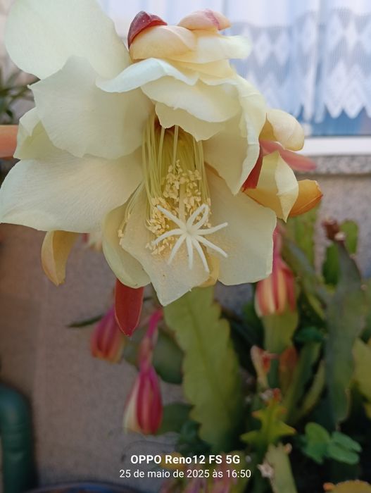 Cato Epiphyllum criado ar livre
