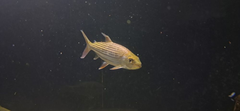 Vendo peixe tigre do nilo