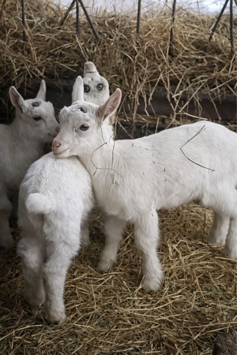 Зааненські кози