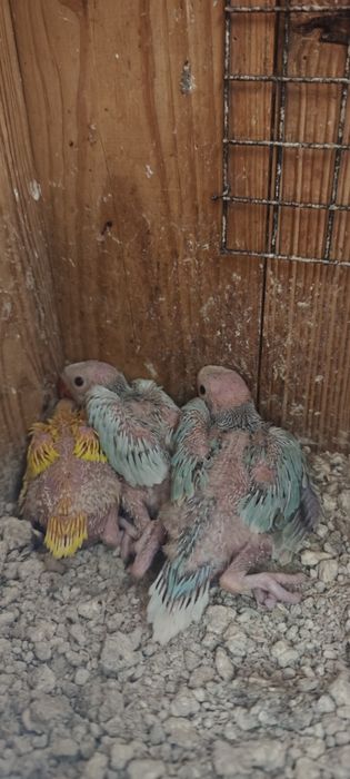 Ring necks bebés