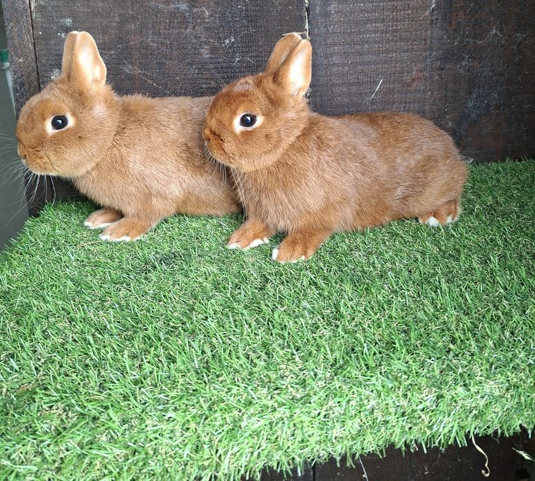 Para Karzełek Czerowny Rodowód Tatuaże Transport