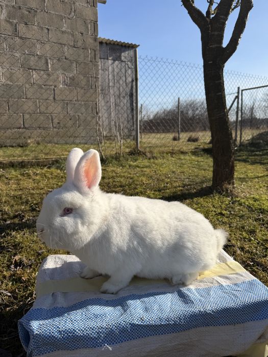 Nowozelandzki Biały