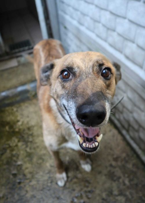 Muscari czeka na dom...