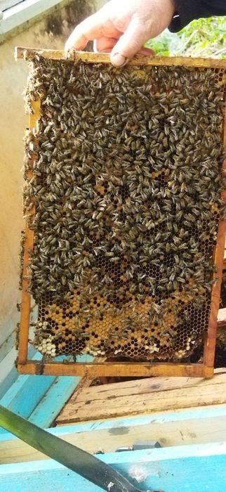 Продам  бджолосім'ї