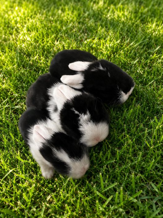 Coelho anao mini lop