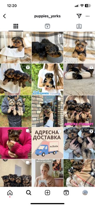 Милі цуцики йорки