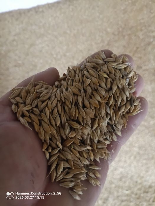 Jenczmien ozimy około 2t