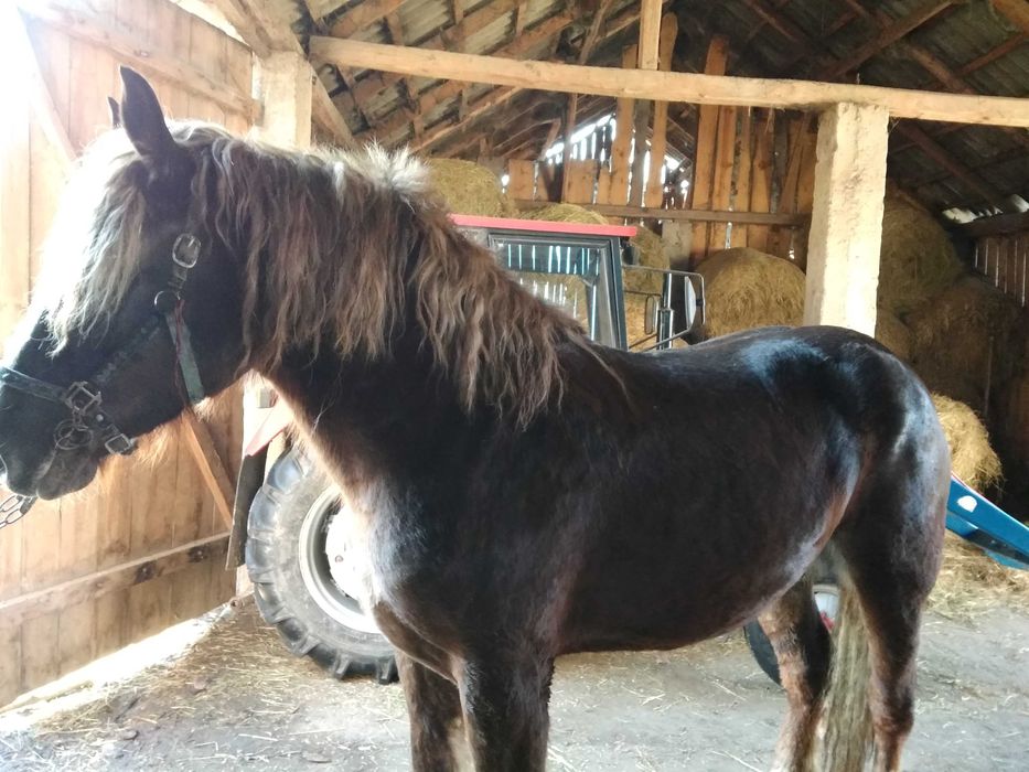 Rolnictwo zwierzęta klacz