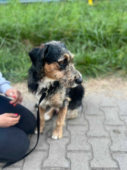 Młodziutki Uszek do adopcji