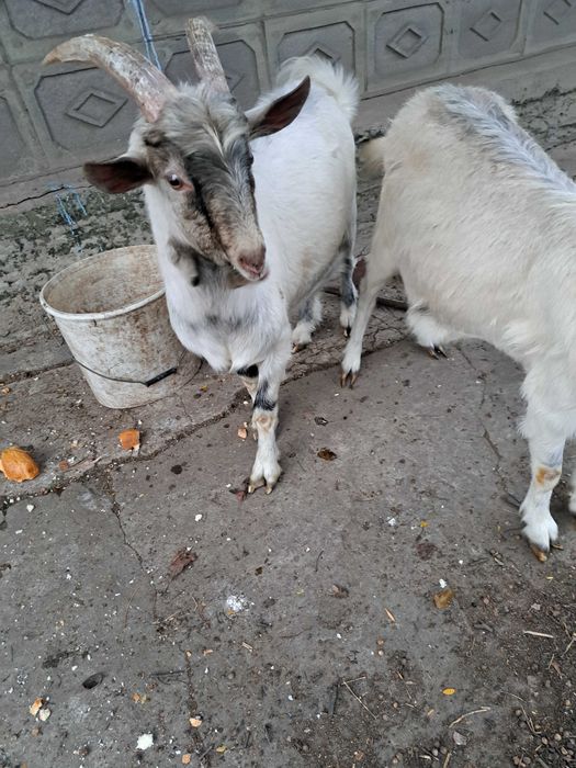 Продам полодых коз цапика