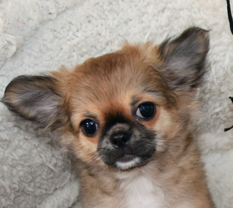 Chihuahua długowłosa-sunia (FCI)