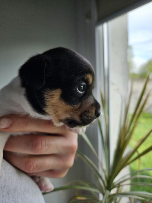 Sunia Jack russell