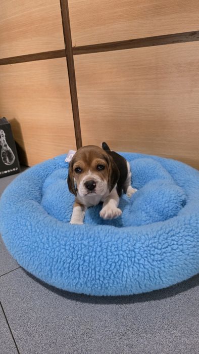 Beagle tricolor fêmea