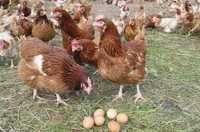 Kury Nioski młode z pierwszym jajkiem !! Zapraszam Serdecznie !