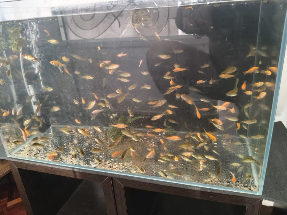 Vende se peixes água fria