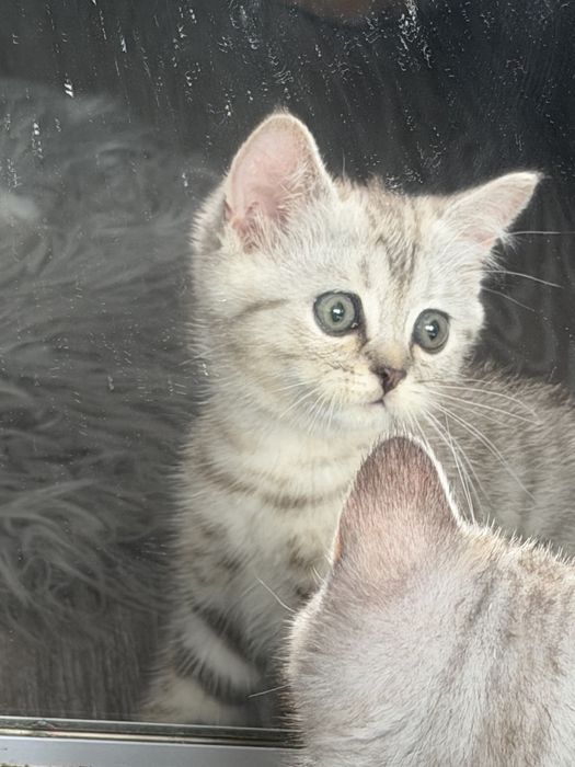 Продам шотланське кошеня