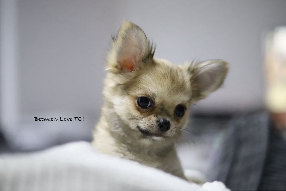 Chihuahua mini dziewczynka malutka ZKwP FCI