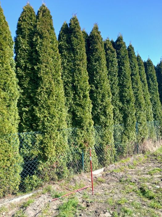 Tuje oddam  za darmo,   duże