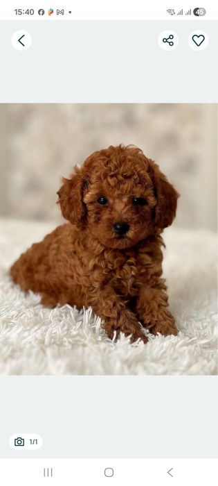 Тойпудель девочка