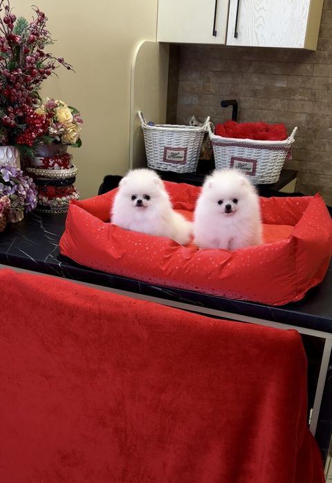 Ексклюзив цуценя! Цуценята померанські шпіци. VIP mini померанець шпіц