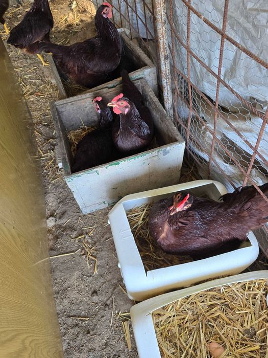 Ovos galados  Rhode Island Red