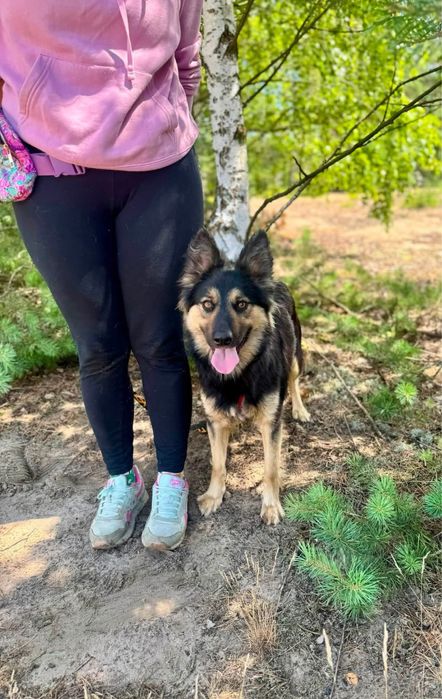 Fryteczka - mini owczarek do adopcji