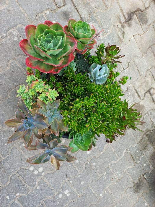 Suculentas Em Vaso Grande