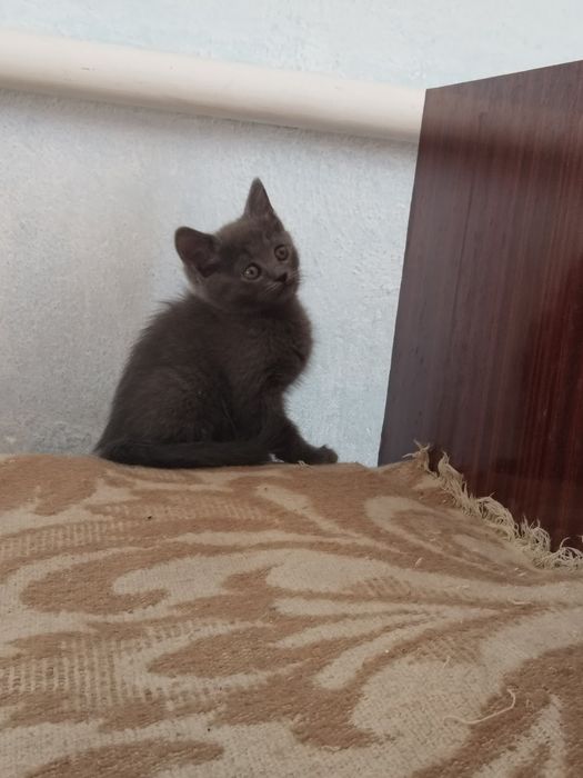 Кошенята домашні