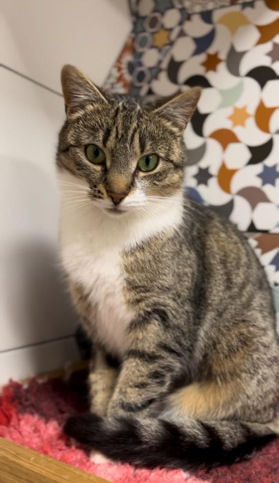 10 miesięczna kotka