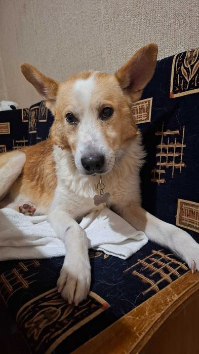 Віддам в добрі руки