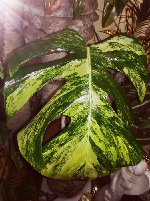 Monstera Marmorata Yellow Marylin Form Variegata Philodendron DUŻA RZADKOŚĆ!