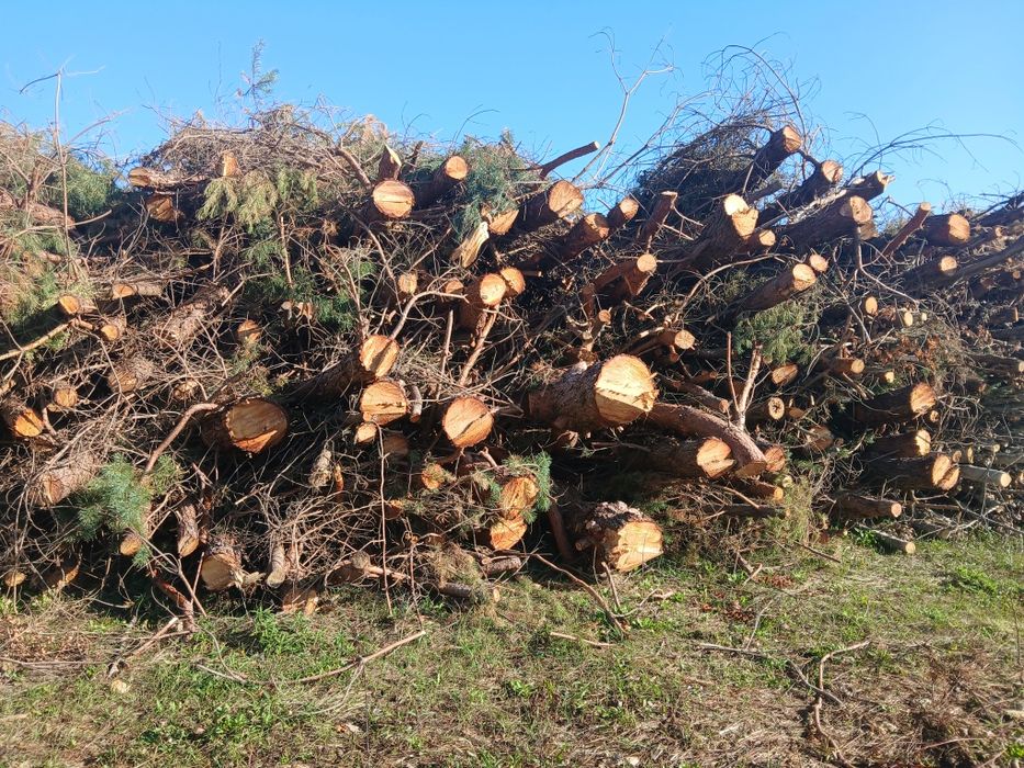 Wycinka drzew lasów sadów , samosiewów ,  mlodników , trzebieże , skup drewna