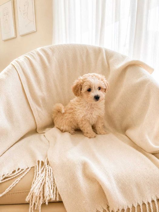 Maltipoo sunia szczeniak maltańczyk i pudel toy