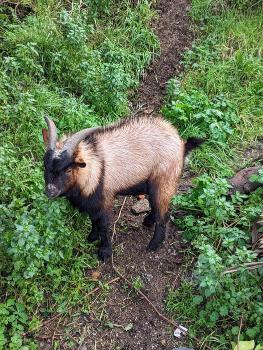 Vendo 4 cabras anãs muito meigas