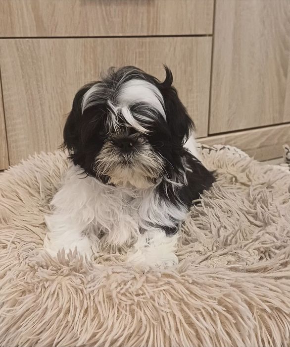 Sunia Shih-tzu gotowa do odbioru.